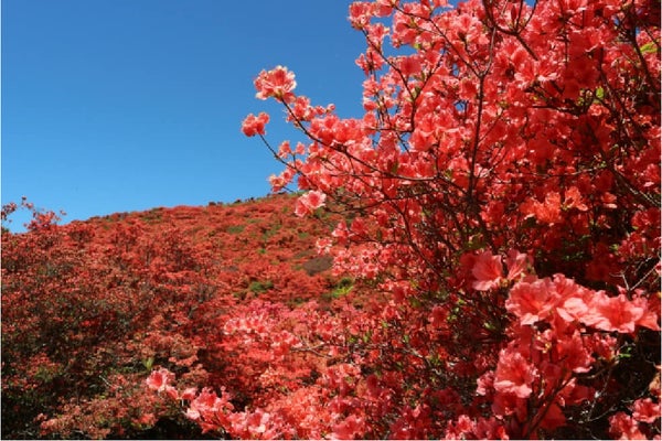 <奈良>大和葛城山 ツツジの登山トレッキング【垂水・名谷・三宮出発】2